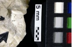 Foto (Detailansicht) von ? Longodromites sp. (NHMW-GEO-1990-0041-0067c)